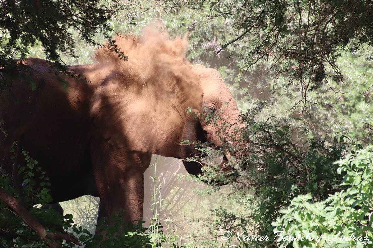 Samburu - Elephant
Mots-clés: geo:lat=0.57156300 geo:lon=37.55247400 geotagged KEN Kenya Samburu Samburu National Reserve animals Elephant