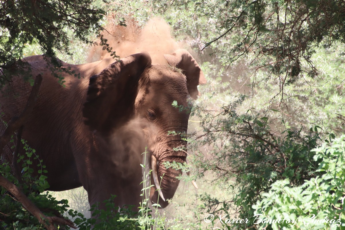 Samburu - Elephant
Mots-clés: geo:lat=0.57157100 geo:lon=37.55247800 geotagged KEN Kenya Samburu Samburu National Reserve animals Elephant