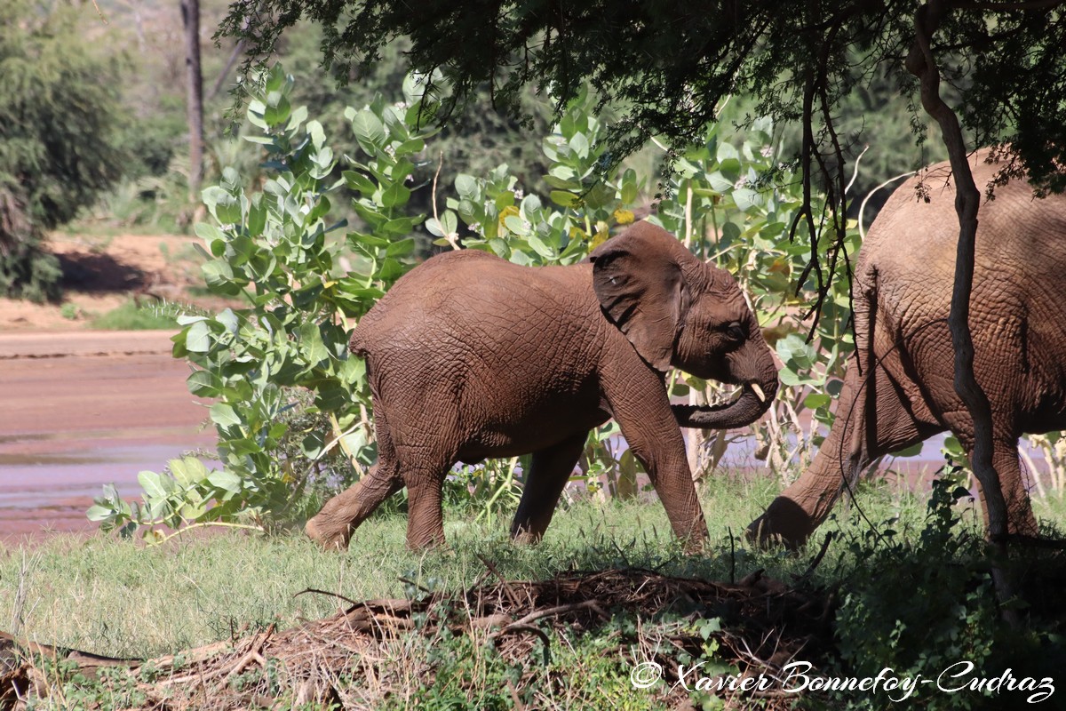 Samburu - Elephant
Mots-clés: geo:lat=0.57157100 geo:lon=37.55249500 geotagged KEN Kenya Samburu Samburu National Reserve animals Elephant