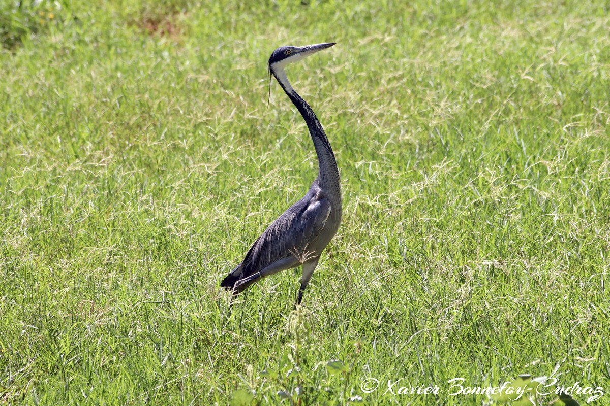 Samburu - Black-headed Heron
Mots-clés: geo:lat=0.57100600 geo:lon=37.55475100 geotagged KEN Kenya Samburu Samburu National Reserve animals oiseau Black-headed Heron