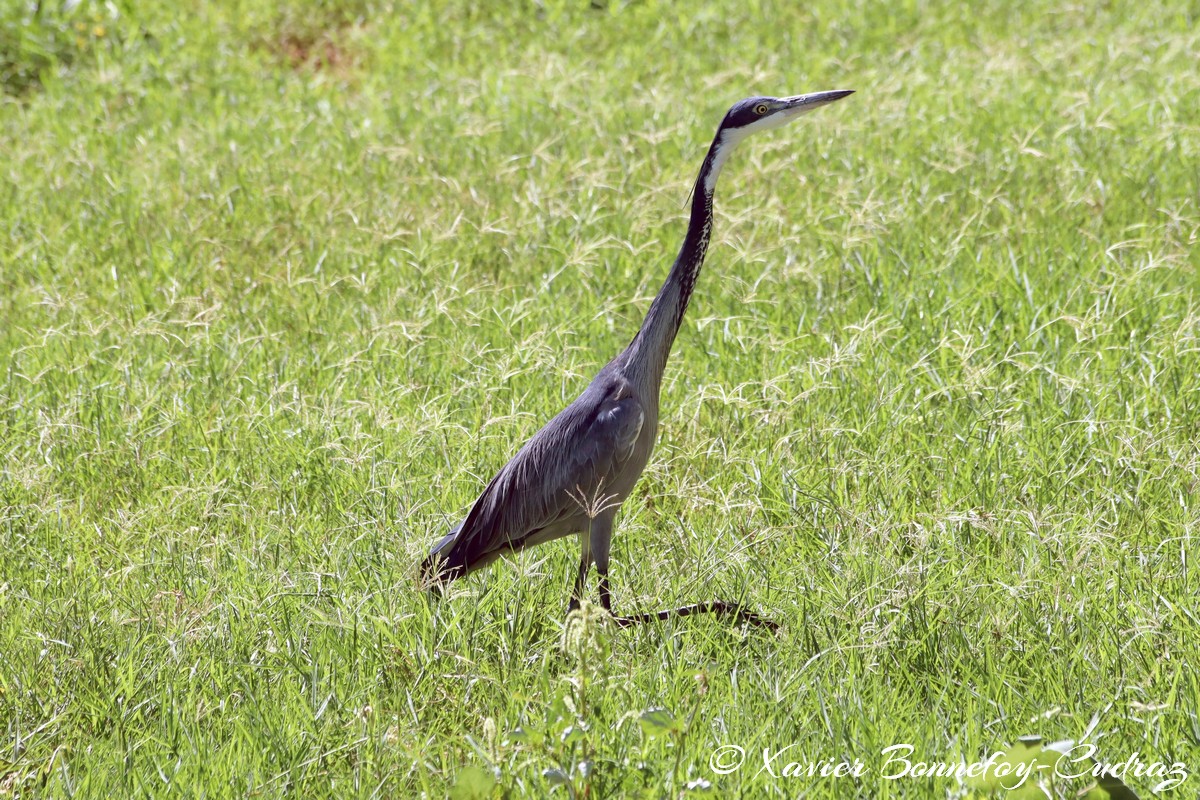 Samburu - Black-headed Heron
Mots-clés: geo:lat=0.57100200 geo:lon=37.55474600 geotagged KEN Kenya Samburu Samburu National Reserve animals oiseau Black-headed Heron