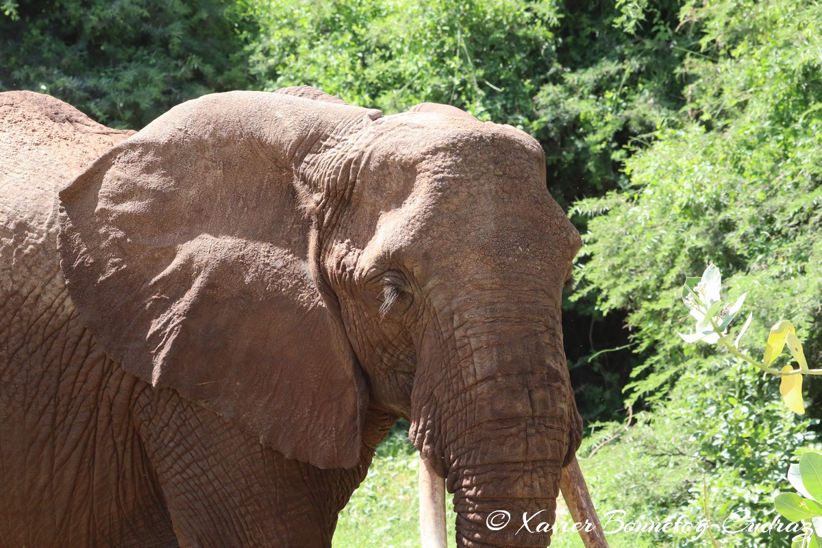Samburu - Elephant
Mots-clés: geo:lat=0.57256700 geo:lon=37.55173200 geotagged KEN Kenya Samburu Samburu National Reserve animals Elephant
