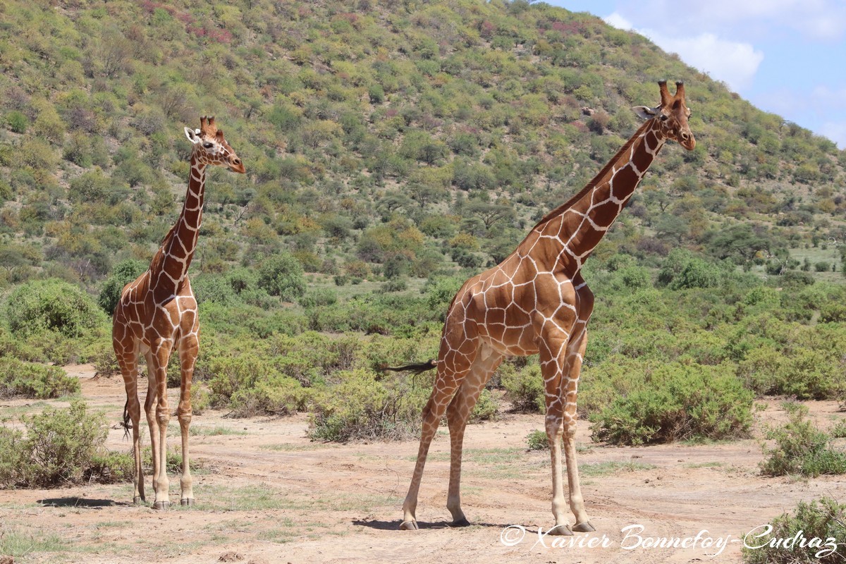 Samburu - Reticulated giraffe
Mots-clés: geo:lat=0.57208700 geo:lon=37.55797700 geotagged KEN Kenya Samburu Samburu National Reserve reticulated giraffe Somali giraffe Giraffe animals