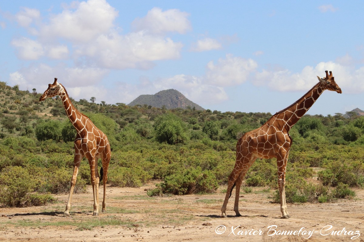 Samburu - Reticulated giraffe
Mots-clés: geo:lat=0.57214300 geo:lon=37.55832200 geotagged KEN Kenya Samburu Samburu National Reserve reticulated giraffe Somali giraffe Giraffe animals
