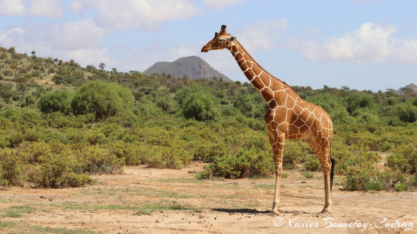 Samburu - Reticulated giraffe
Mots-clés: geo:lat=0.57211900 geo:lon=37.55825100 geotagged KEN Kenya Samburu Samburu National Reserve reticulated giraffe Somali giraffe Giraffe animals