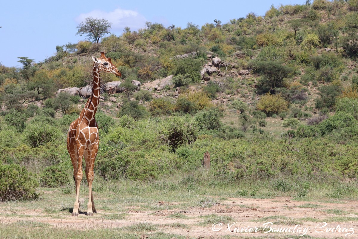 Samburu - Reticulated giraffe
Mots-clés: geo:lat=0.57211300 geo:lon=37.55823600 geotagged KEN Kenya Samburu Samburu National Reserve reticulated giraffe Somali giraffe Giraffe animals