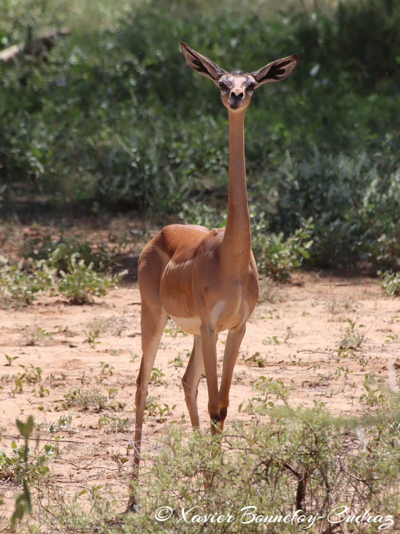 Samburu - Gerenuk
Mots-clés: geo:lat=0.57320500 geo:lon=37.56906000 geotagged KEN Kenya Samburu Samburu National Reserve animals Gerenuk