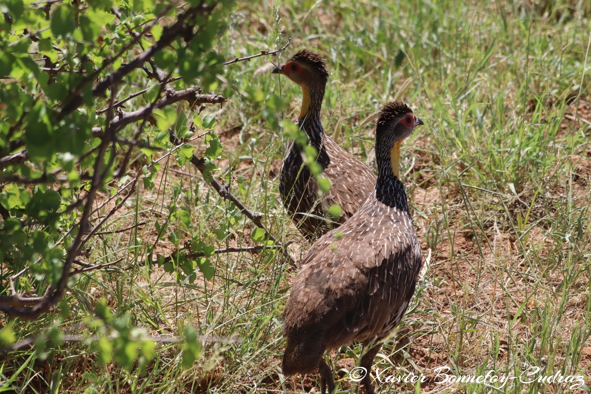 Samburu - Yellow-necked spurfowl
Mots-clés: geo:lat=0.58249700 geo:lon=37.57814000 geotagged KEN Kenya Samburu Samburu National Reserve animals Yellow-necked spurfowl oiseau