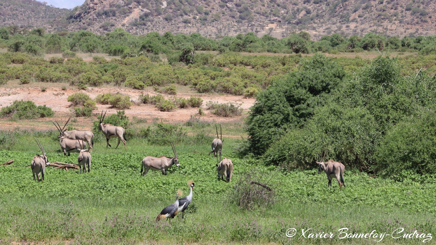 Samburu - Beisa Oryx and Gray crowned-crane
Mots-clés: geo:lat=0.58711700 geo:lon=37.58373700 geotagged KEN Kenya Samburu Samburu National Reserve animals Beisa Oryx Gray crowned-crane oiseau