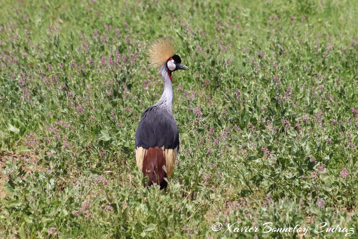 Samburu - Gray crowned-crane
Mots-clés: geo:lat=0.58737500 geo:lon=37.58417500 geotagged KEN Kenya Samburu Samburu National Reserve animals Gray crowned-crane oiseau