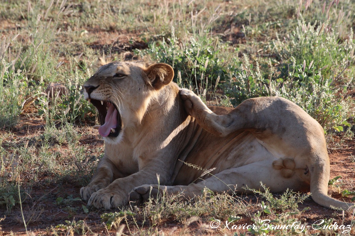 Buffalo Springs - Lion
Mots-clés: geo:lat=0.55668000 geo:lon=37.57350000 geotagged KEN Kenya Samburu Isiolo Buffalo Springs National Reserve animals Lion