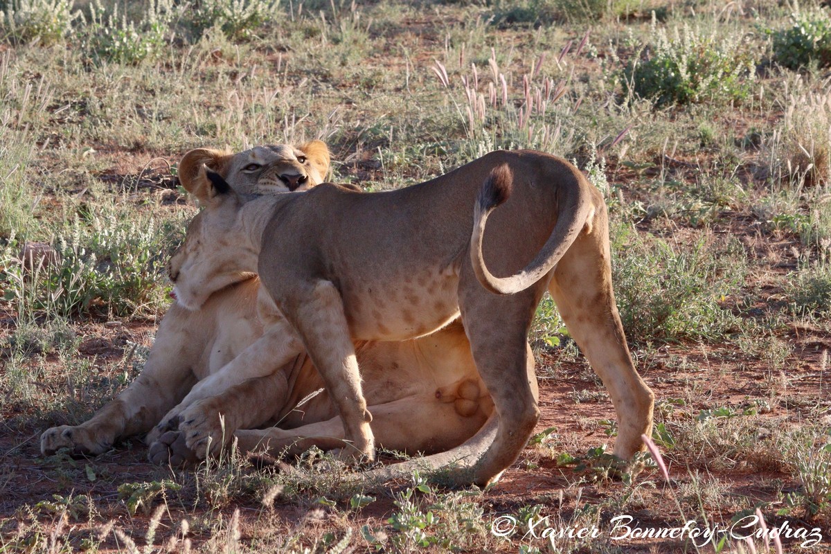 Buffalo Springs - Lion
Mots-clés: geo:lat=0.55667800 geo:lon=37.57351000 geotagged KEN Kenya Samburu Isiolo Buffalo Springs National Reserve animals Lion