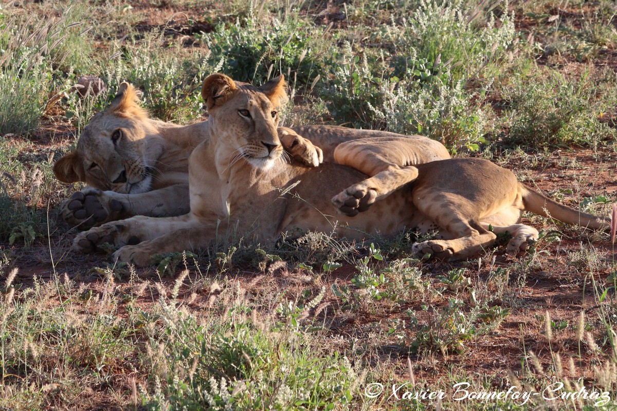 Buffalo Springs - Lion
Mots-clés: geo:lat=0.55667800 geo:lon=37.57351000 geotagged KEN Kenya Samburu Isiolo Buffalo Springs National Reserve animals Lion