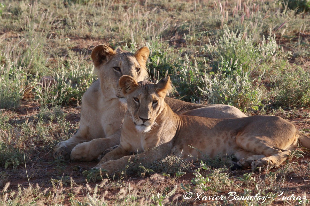Buffalo Springs - Lion
Mots-clés: geo:lat=0.55667900 geo:lon=37.57351200 geotagged KEN Kenya Samburu Isiolo Buffalo Springs National Reserve animals Lion