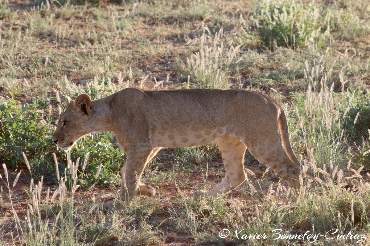 Buffalo Springs - Lion
Mots-clés: geo:lat=0.55667900 geo:lon=37.57352300 geotagged KEN Kenya Samburu Isiolo Buffalo Springs National Reserve animals Lion
