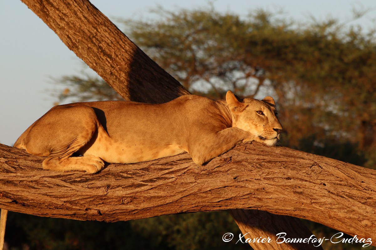 Buffalo Springs - Lion
Mots-clés: geo:lat=0.55605700 geo:lon=37.57475400 geotagged KEN Kenya Samburu Isiolo Buffalo Springs National Reserve animals Lion