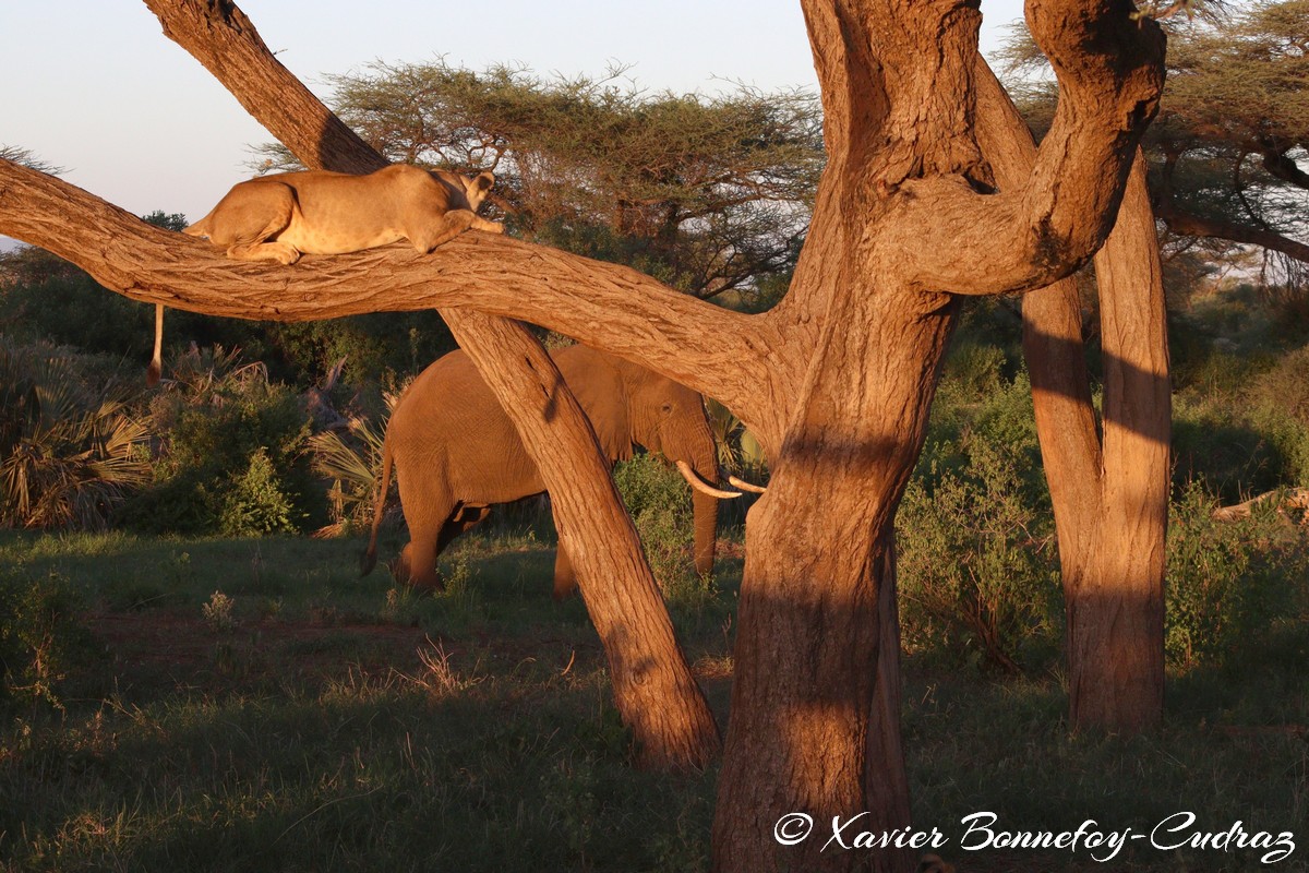 Buffalo Springs - Lion and Elephant
Mots-clés: geo:lat=0.55605700 geo:lon=37.57475400 geotagged KEN Kenya Samburu Isiolo Buffalo Springs National Reserve animals Lion Elephant