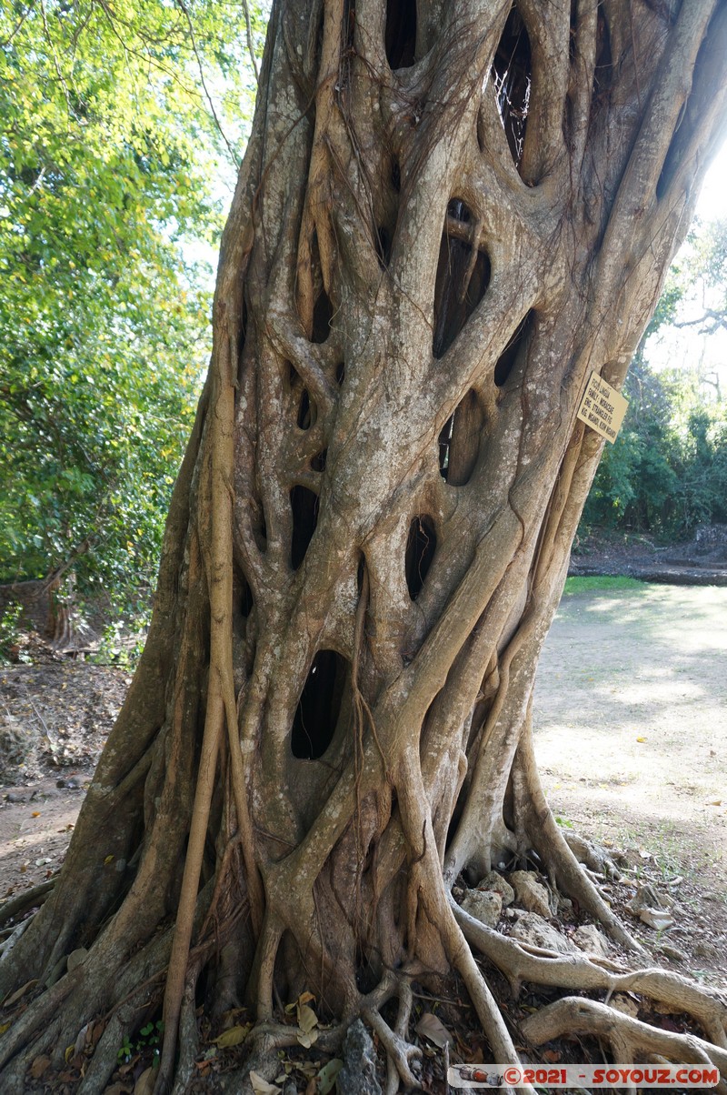 Watamu - Gede Ruins - Strangler Fig
Mots-clés: Gedi geo:lat=-3.30964279 geo:lon=40.01672903 geotagged KEN Kenya Kilifi Gede Ruins Ruines Arbres Watamu