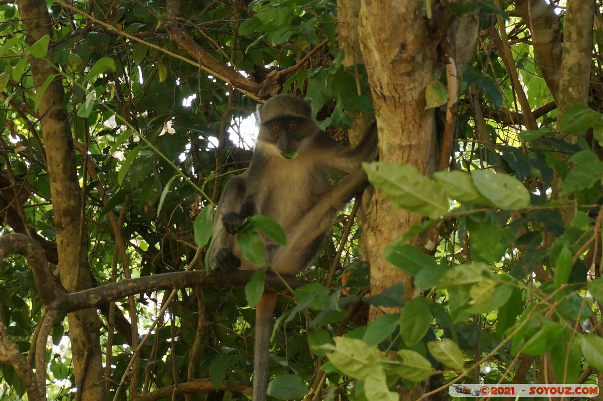 Watamu - Gede Ruins - Monkey
Mots-clés: Gedi geo:lat=-3.30933669 geo:lon=40.01663888 geotagged KEN Kenya Kilifi Gede Ruins Ruines animals singes Watamu