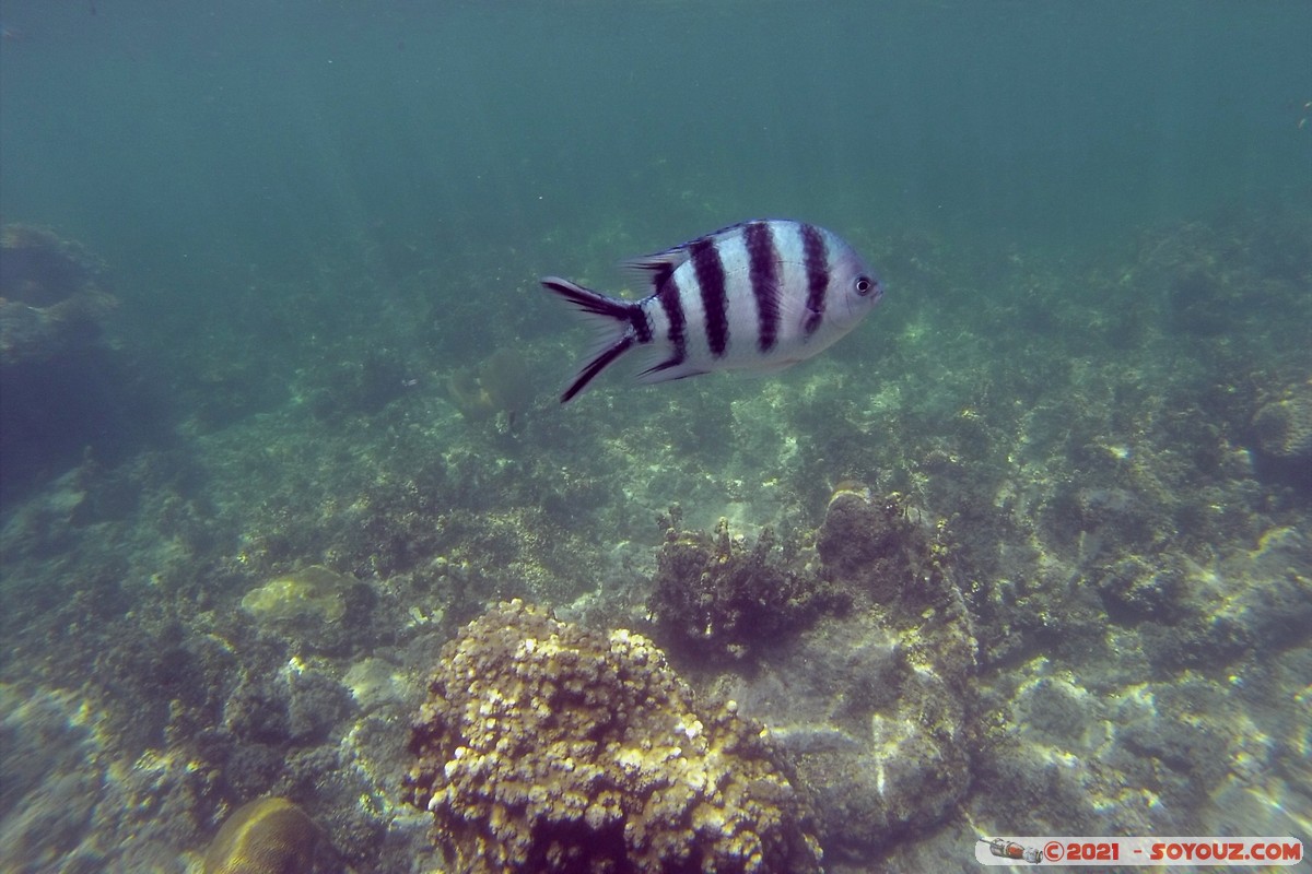 Watamu Marine NP - Coral Gardens - Sergent Major Fish
DCIM102GOPRO
Mots-clés: geo:lat=-3.38167767 geo:lon=39.99444892 Uyombo geotagged KEN Kenya Kilifi Watamu Coral Gardens sous-marin animals Poisson Sergent Major Fish