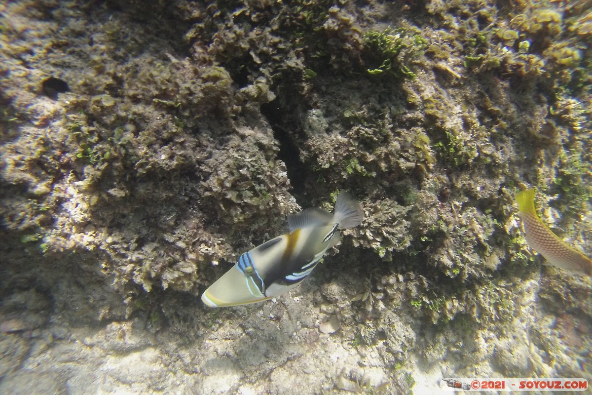 Watamu Marine NP - Coral Gardens - Picasso fish
DCIM102GOPRO
Mots-clés: geo:lat=-3.38167767 geo:lon=39.99444892 Uyombo geotagged KEN Kenya Kilifi Watamu Coral Gardens sous-marin animals Poisson Picasso fish