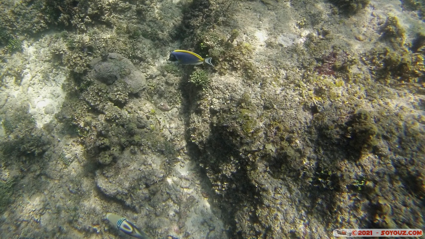 Watamu Marine NP - Coral Gardens - Powder-Blue surgeon fish
DCIM102GOPRO
Mots-clés: geo:lat=-3.38167767 geo:lon=39.99444892 Uyombo geotagged KEN Kenya Kilifi Watamu Coral Gardens sous-marin animals Poisson Powder-Blue surgeon fish