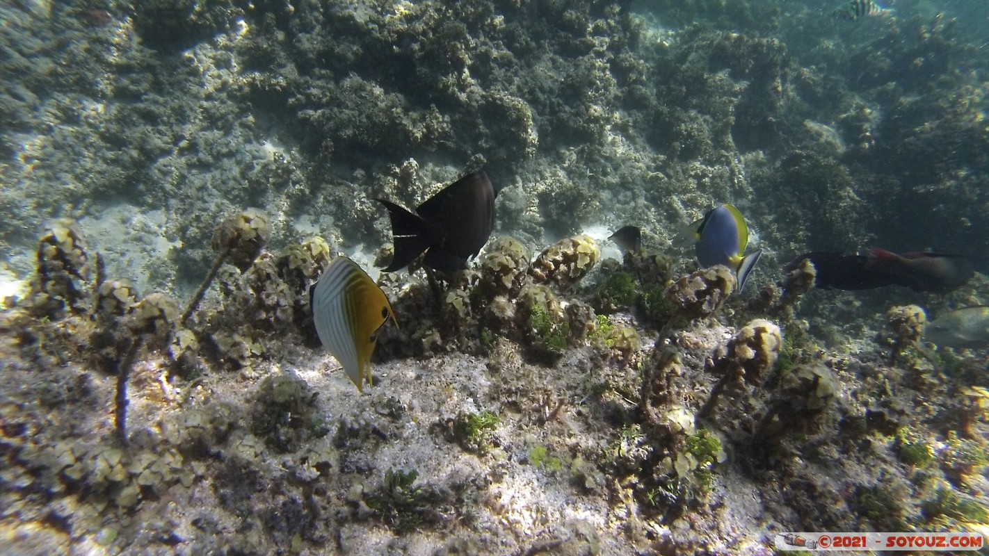 Watamu Marine NP - Coral Gardens - butterfly fish
DCIM102GOPRO
Mots-clés: geo:lat=-3.38167767 geo:lon=39.99444892 Uyombo geotagged KEN Kenya Kilifi Watamu Coral Gardens sous-marin animals Poisson Powder-Blue surgeon fish butterfly fish