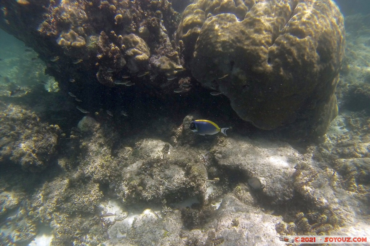 Watamu Marine NP - Coral Gardens - Powder-Blue surgeon fish
DCIM102GOPRO
Mots-clés: geo:lat=-3.38167767 geo:lon=39.99444892 Uyombo geotagged KEN Kenya Kilifi Watamu Coral Gardens sous-marin animals Poisson Powder-Blue surgeon fish