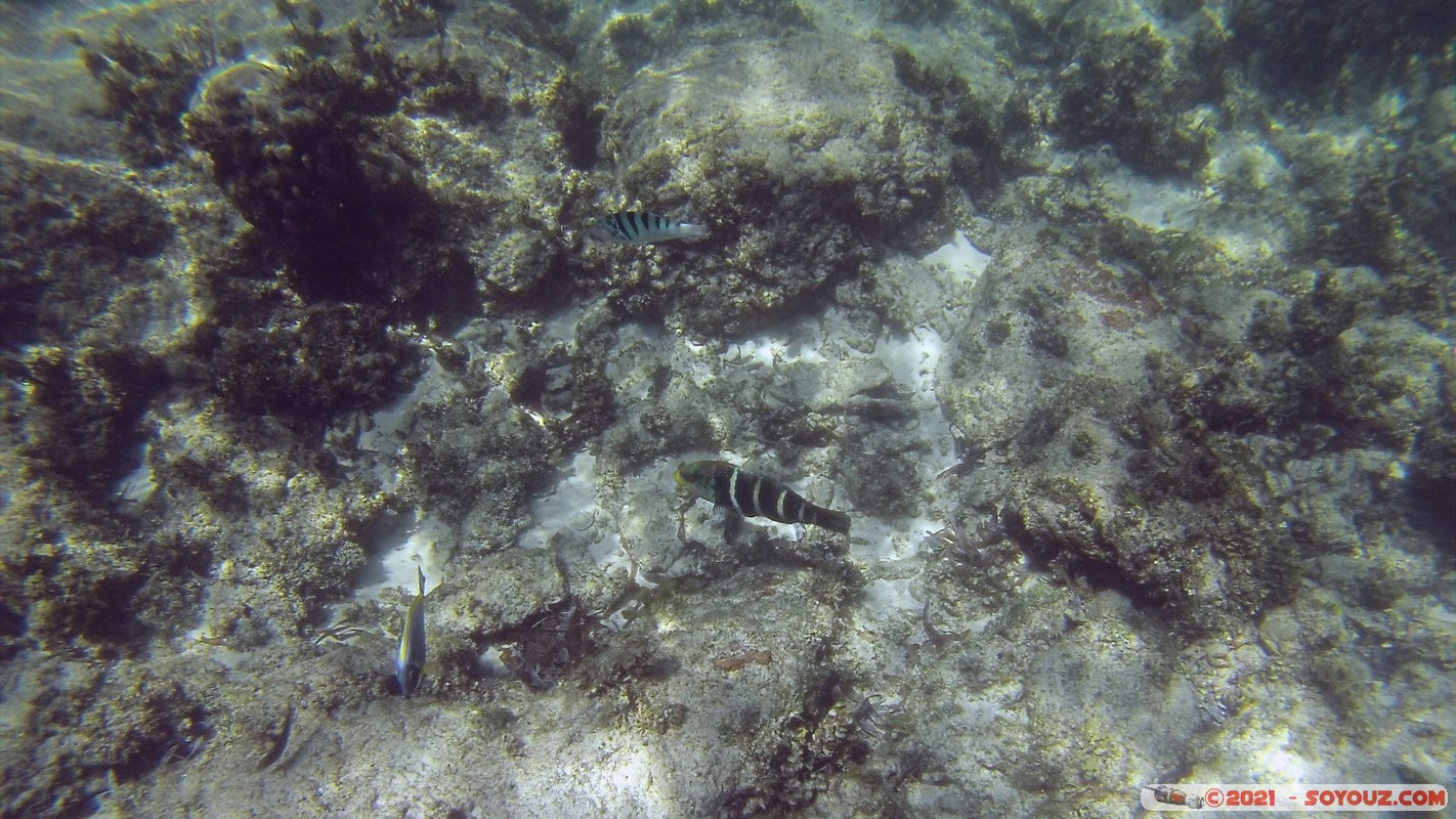 Watamu Marine NP - Coral Gardens
DCIM102GOPRO
Mots-clés: geo:lat=-3.38167767 geo:lon=39.99444892 Uyombo geotagged KEN Kenya Kilifi Watamu Coral Gardens sous-marin animals Poisson