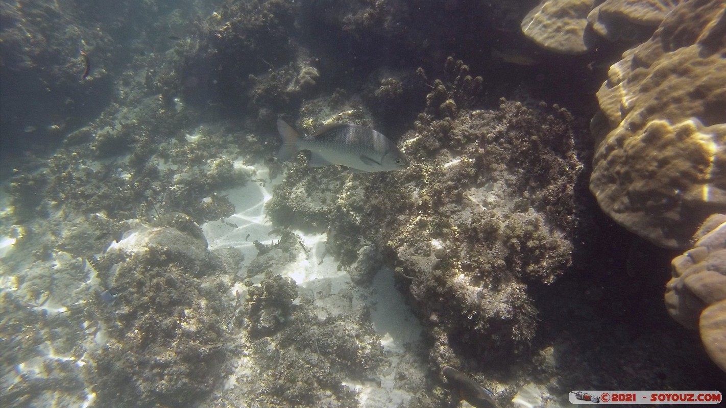 Watamu Marine NP - Coral Gardens
DCIM102GOPRO
Mots-clés: geo:lat=-3.38167767 geo:lon=39.99444892 Uyombo geotagged KEN Kenya Kilifi Watamu Coral Gardens sous-marin animals Poisson