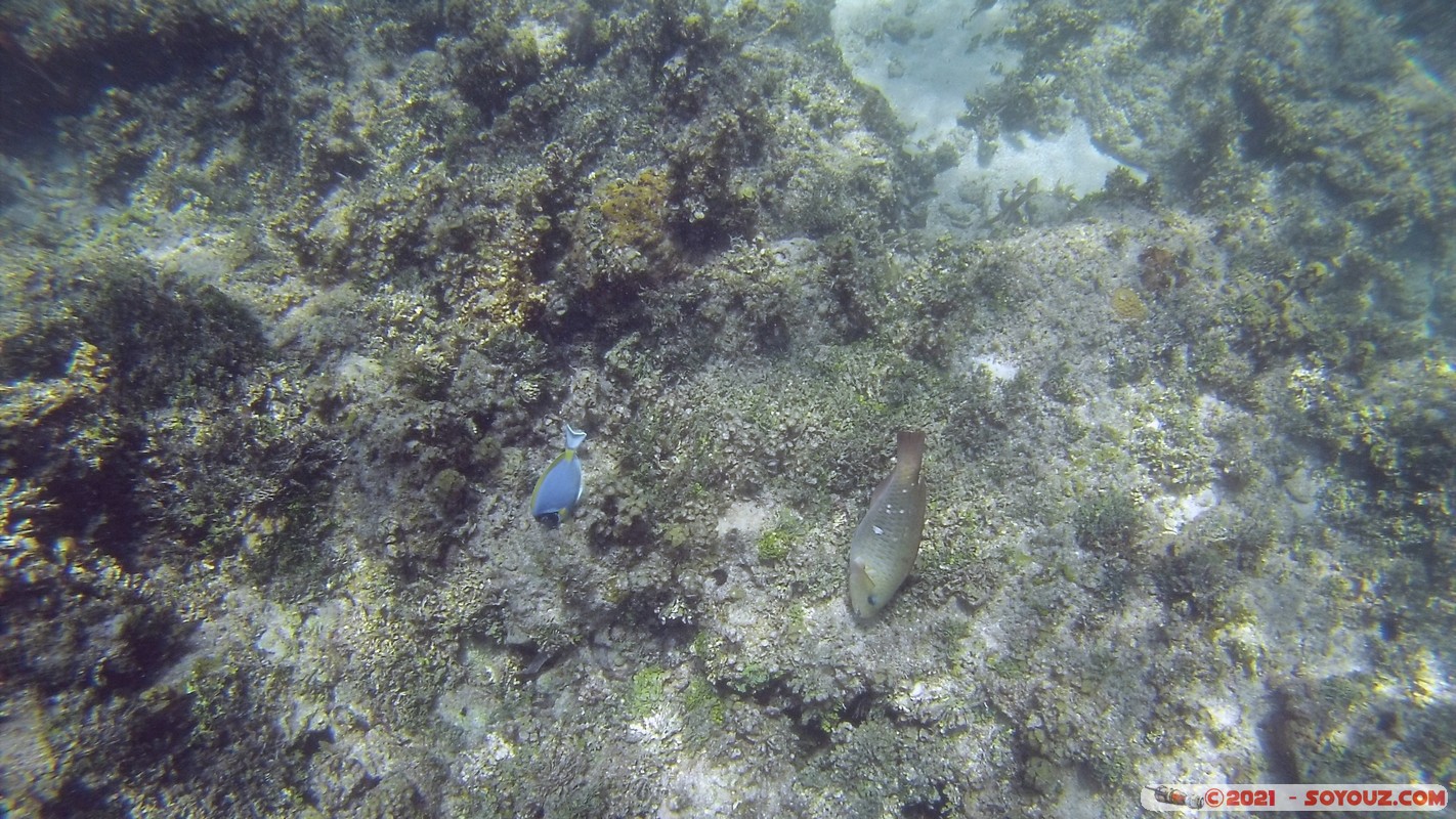 Watamu Marine NP - Coral Gardens
DCIM102GOPRO
Mots-clés: geo:lat=-3.38167767 geo:lon=39.99444892 Uyombo geotagged KEN Kenya Kilifi Watamu Coral Gardens sous-marin animals Poisson