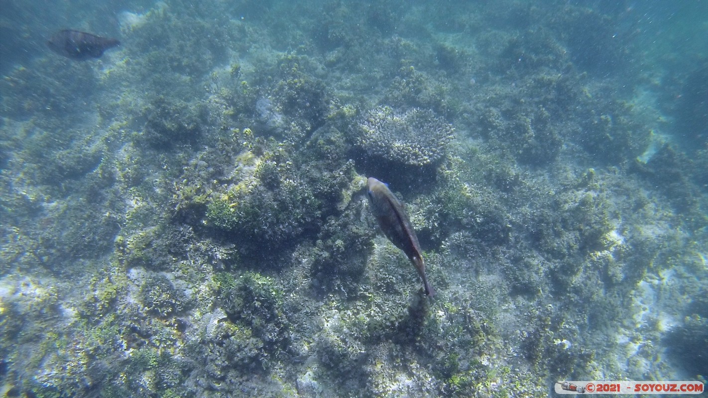 Watamu Marine NP - Coral Gardens
DCIM102GOPRO
Mots-clés: geo:lat=-3.38167767 geo:lon=39.99444892 Uyombo geotagged KEN Kenya Kilifi Watamu Coral Gardens sous-marin animals Poisson