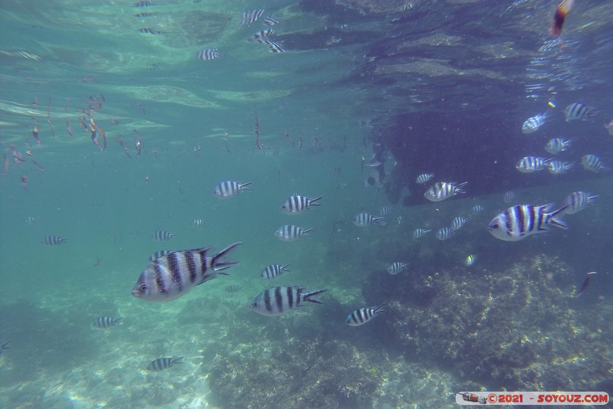 Watamu Marine NP - Coral Gardens - Sergent Major Fish
DCIM102GOPRO
Mots-clés: geo:lat=-3.38167767 geo:lon=39.99444892 Uyombo geotagged KEN Kenya Kilifi Watamu Coral Gardens sous-marin animals Poisson Sergent Major Fish