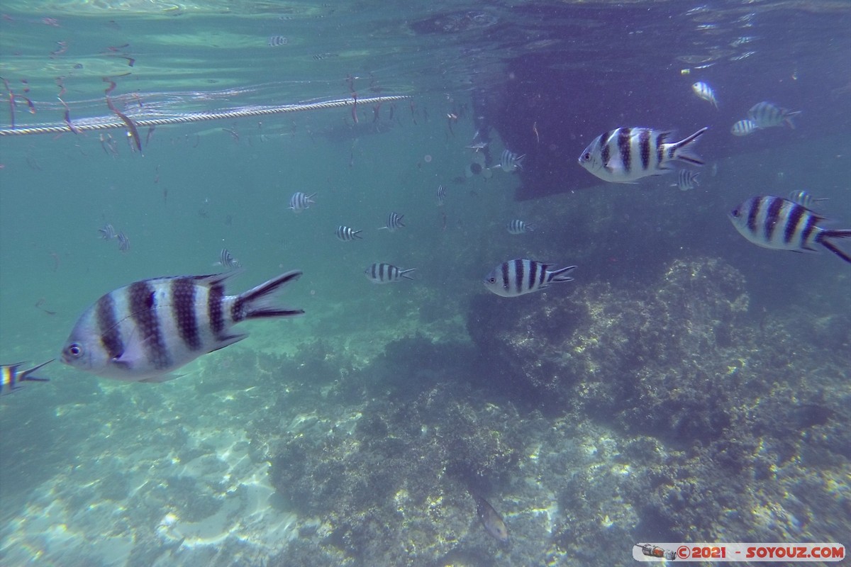 Watamu Marine NP - Coral Gardens - Sergent Major Fish
DCIM102GOPRO
Mots-clés: geo:lat=-3.38167767 geo:lon=39.99444892 Uyombo geotagged KEN Kenya Kilifi Watamu Coral Gardens sous-marin animals Poisson Sergent Major Fish