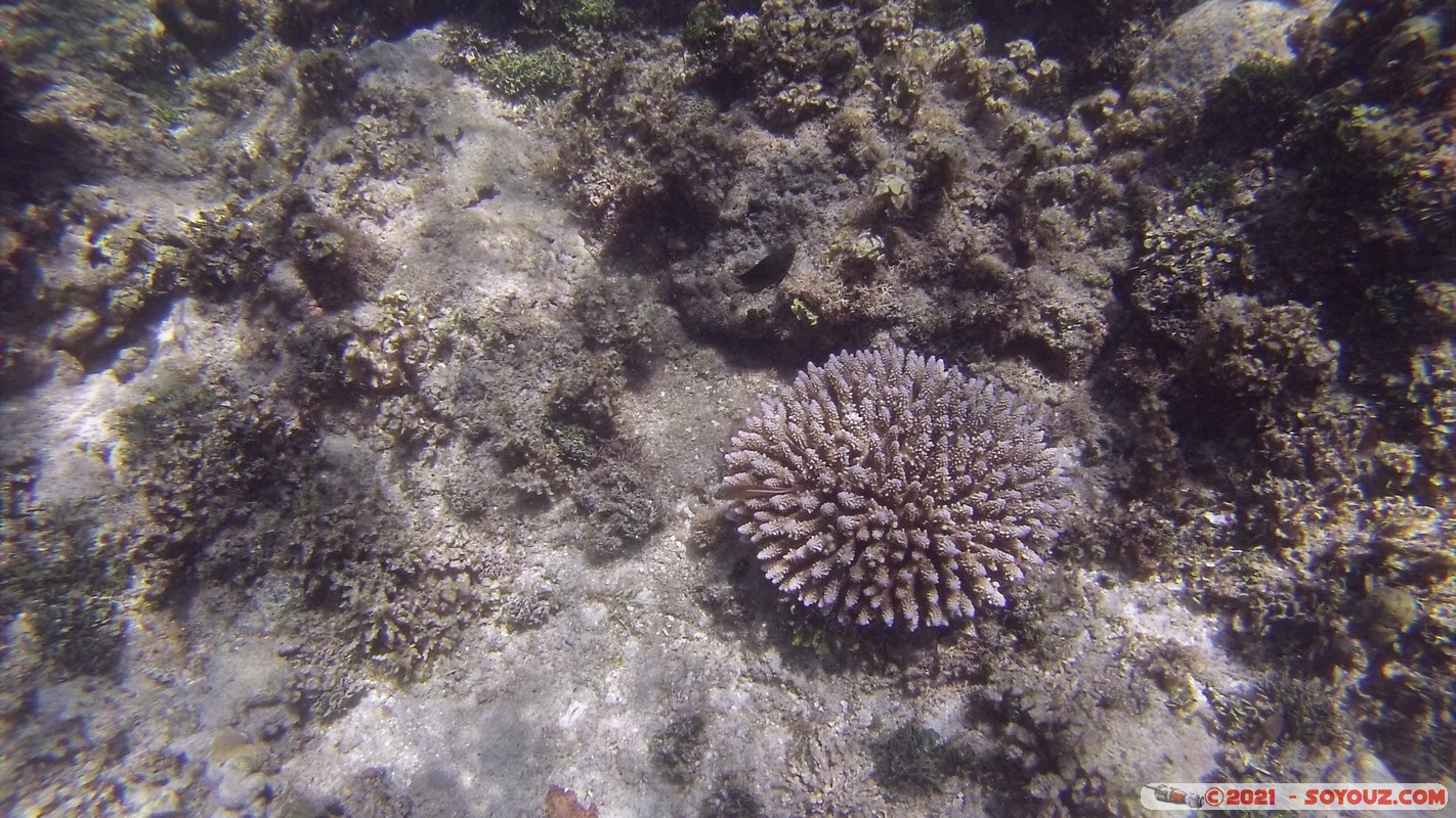 Watamu Marine NP - Coral Gardens
DCIM102GOPRO
Mots-clés: geo:lat=-3.38167767 geo:lon=39.99444892 Uyombo geotagged KEN Kenya Kilifi Watamu Coral Gardens sous-marin animals Poisson