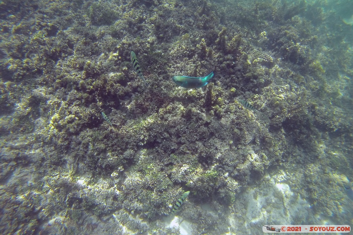 Watamu Marine NP - Coral Gardens - Sergent Major Fish
DCIM102GOPRO
Mots-clés: geo:lat=-3.38167767 geo:lon=39.99444892 Uyombo geotagged KEN Kenya Kilifi Watamu Coral Gardens sous-marin animals Poisson Sergent Major Fish