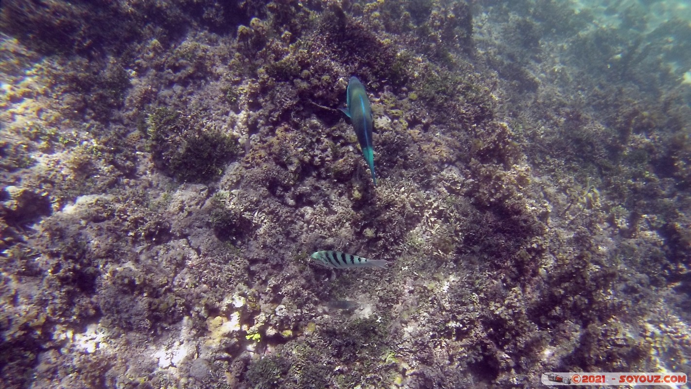 Watamu Marine NP - Coral Gardens - Sergent Major Fish
DCIM102GOPRO
Mots-clés: geo:lat=-3.38167767 geo:lon=39.99444892 Uyombo geotagged KEN Kenya Kilifi Watamu Coral Gardens sous-marin animals Poisson Sergent Major Fish