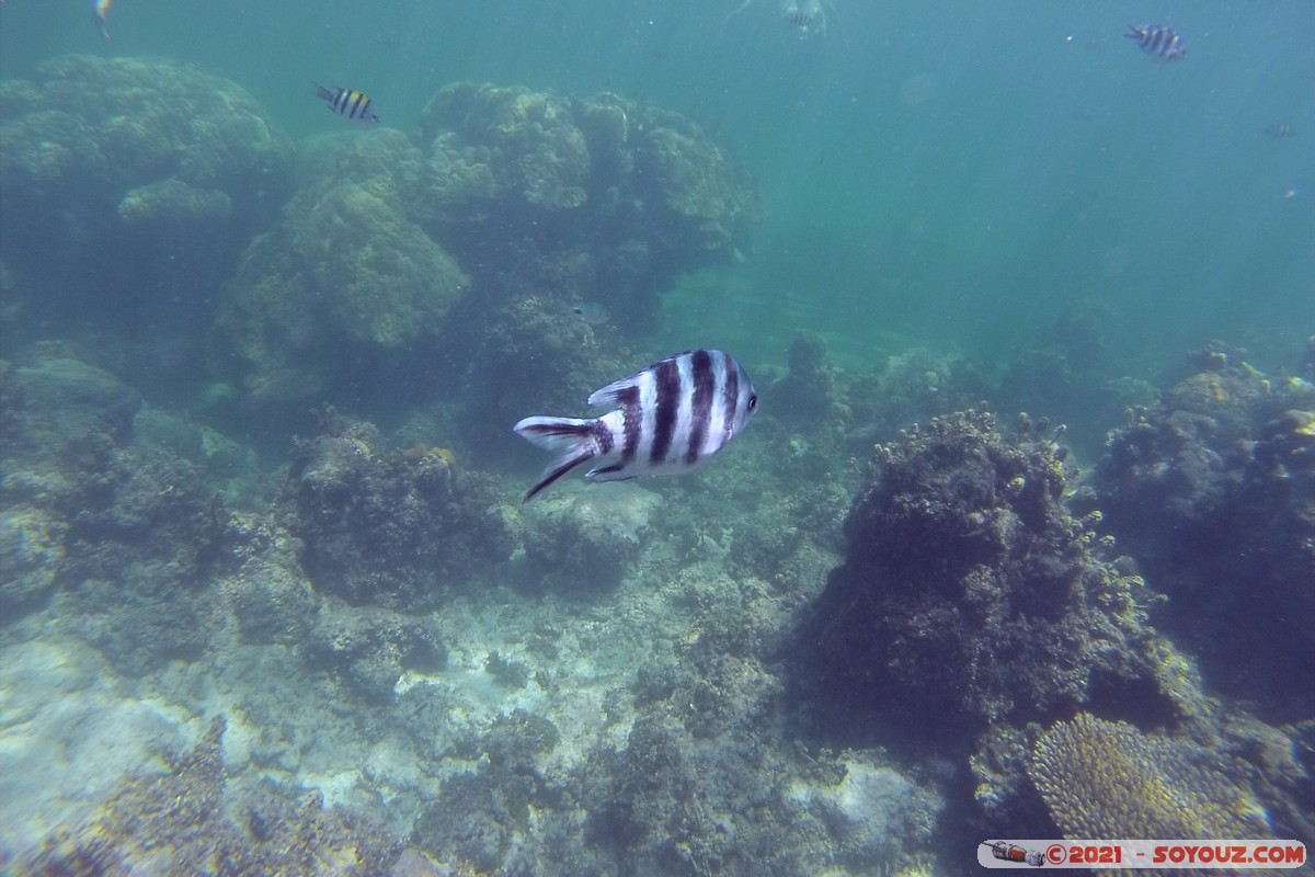 Watamu Marine NP - Coral Gardens - Sergent Major Fish
DCIM102GOPRO
Mots-clés: geo:lat=-3.38167767 geo:lon=39.99444892 Uyombo geotagged KEN Kenya Kilifi Watamu Coral Gardens sous-marin animals Poisson Sergent Major Fish