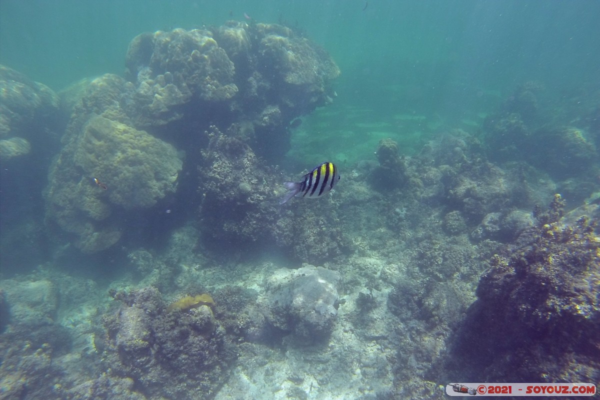 Watamu Marine NP - Coral Gardens - Sergent Major Fish
DCIM102GOPRO
Mots-clés: geo:lat=-3.38167767 geo:lon=39.99444892 Uyombo geotagged KEN Kenya Kilifi Watamu Coral Gardens sous-marin animals Poisson Sergent Major Fish