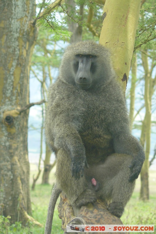 Lake Nakuru National Park - Baboons
Mots-clés: animals singes Babouin African wild life