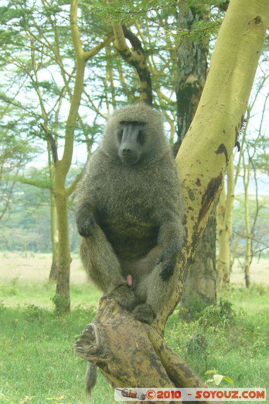 Lake Nakuru National Park - Baboons
Mots-clés: animals singes Babouin African wild life