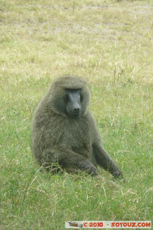 Lake Nakuru National Park - Baboons
Mots-clés: animals singes Babouin African wild life