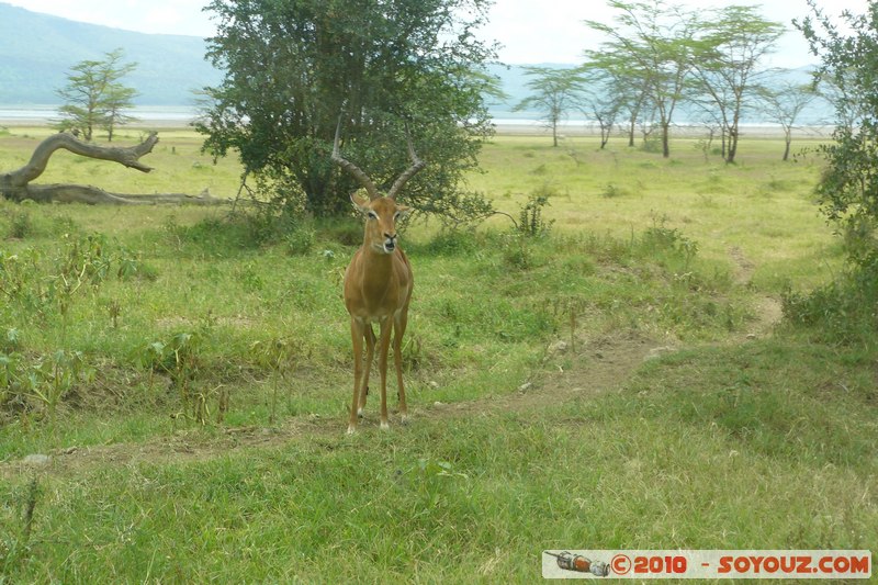 Lake Nakuru National Park - Thomson's Gazelle
Mots-clés: animals African wild life Thomson's Gazelle Gazelle