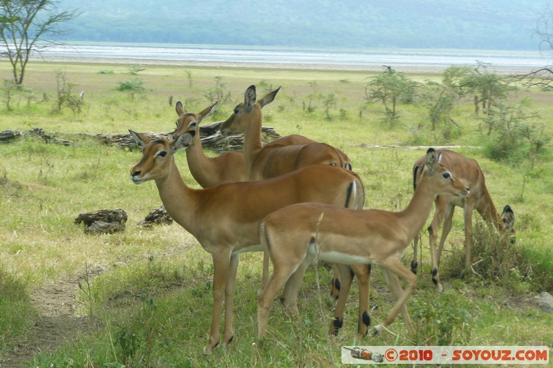 Lake Nakuru National Park - Thomson's Gazelle
Mots-clés: animals African wild life Thomson's Gazelle Gazelle