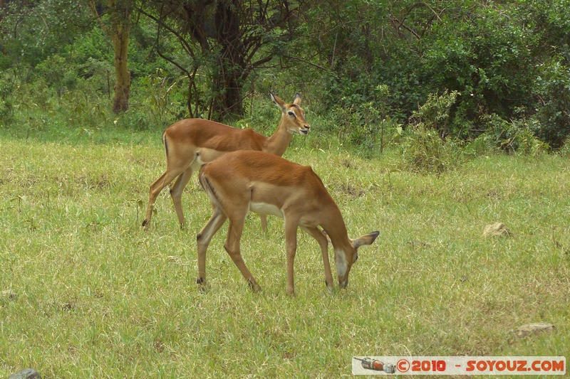 Lake Nakuru National Park - Thomson's Gazelle
Mots-clés: animals African wild life Thomson's Gazelle Gazelle