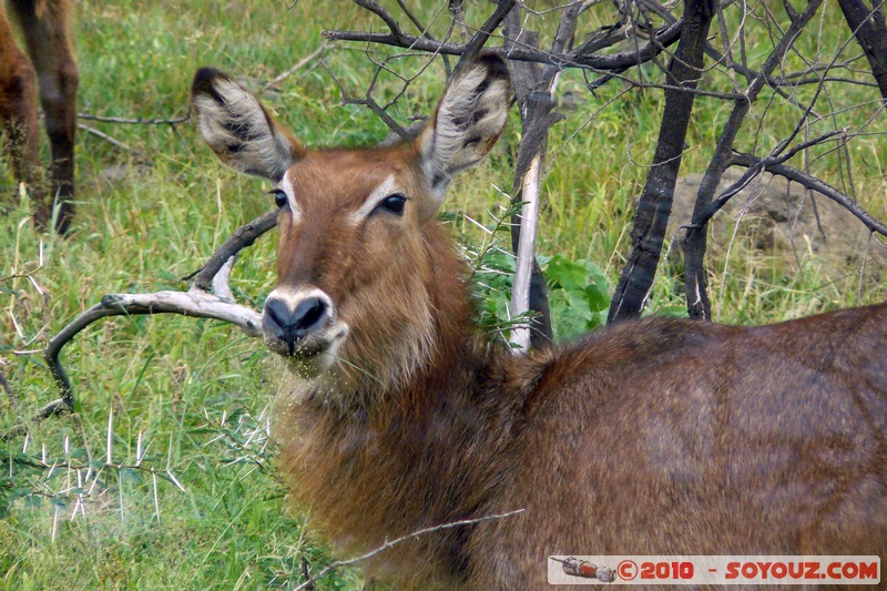 Lake Nakuru National Park - Waterbuck
Mots-clés: animals African wild life Waterbuck