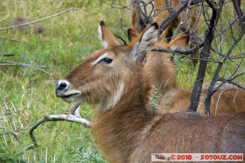 Lake Nakuru National Park - Waterbuck
