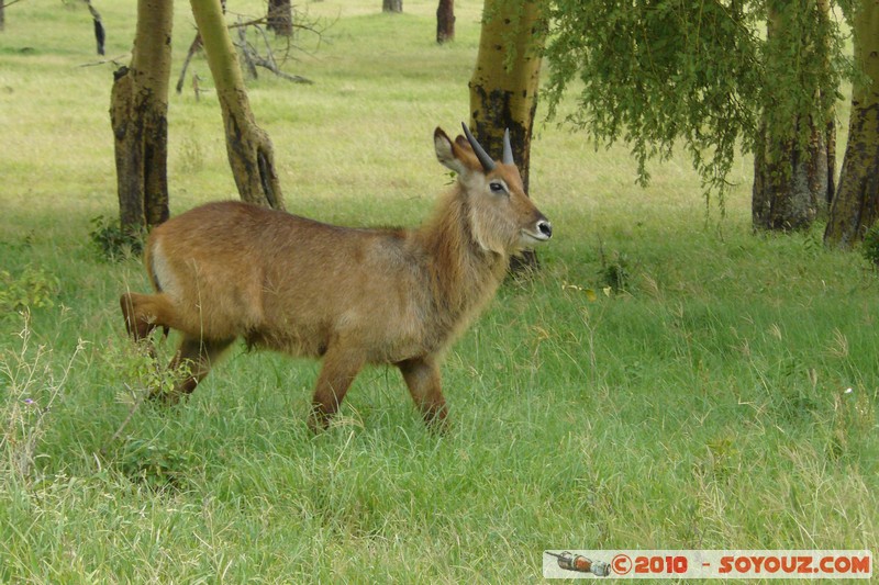 Lake Nakuru National Park - Waterbuck
Mots-clés: animals African wild life Waterbuck