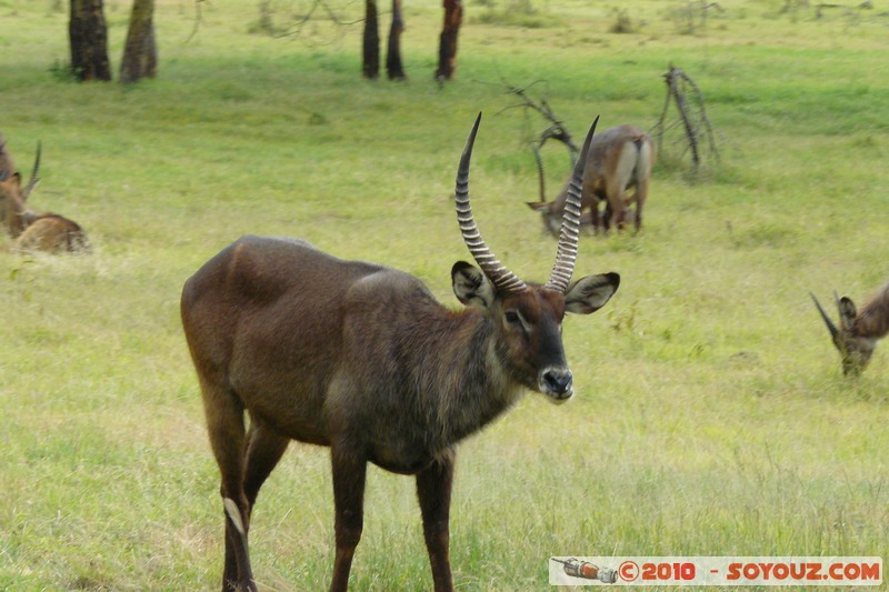 Lake Nakuru National Park - Waterbuck
Mots-clés: animals African wild life Waterbuck