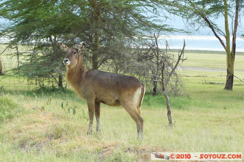 Lake Nakuru National Park - Waterbuck
Mots-clés: animals African wild life Waterbuck